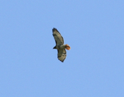 Underside Red-tailed Hawk