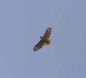 Soaring Red-tailed Hawk