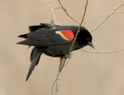 Red Winged Blackbird Male