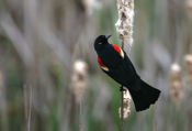 Red-winged Blackbird Back
