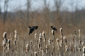 Flight Red-winged Blackbirds