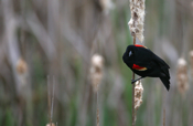 Red-winged Blackbird Front