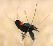 Male Red Winged Blackbird