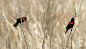 Red Winged Male Blackbirds