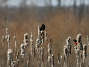 Beautiful Red-winged Blackbirds
