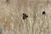 Male Red Winged Blackbirds