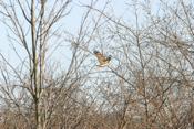 Fleeing Red-tailed Hawk