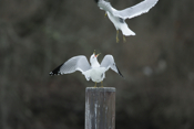 Interaction Ring-billed Gulls
