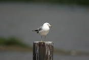 Ring-billed Gull Side View