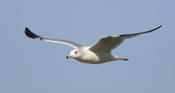 Front View of a Ring-billed Gull