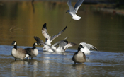 Fighting Ring-billed Gulls