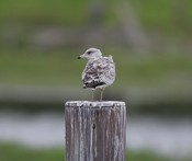 Ring-billed Gull Juvenile