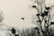 Blue heron Rookery Perspective