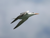Royal Tern Flight