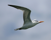 Sideview of a Royal Tern