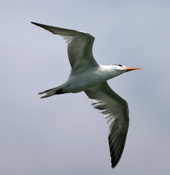 Underbelly of a Royal Tern