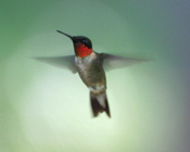 In-flight Ruby-throated Hummingbird 