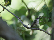 Perched Female Ruby-throated Hummingbird 