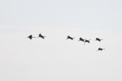 Sandhill Crane Flock