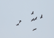 Gliding Sandhill Cranes