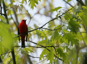Scarlet Tanager Looking