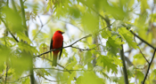 Scarlet Tanager Canopy