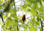Scarlet Tanager Profile