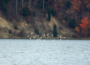 Flock of Bonaparte's Gulls