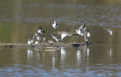 Landing Shorebirds
