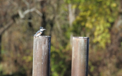 Side View Belted Kingfisher