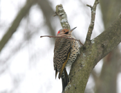 Another Closer Flicker View