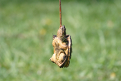 Snapping Turtle on Stick