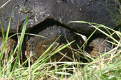 Snapping Turtle "Full Frontal"