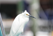 Snowy Egret Closeup