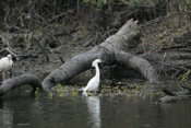 Hunting Snowy Egret