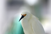 Head Region of a Snowy Egret