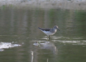 Solitary Sandpiper Wading