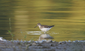 Sunset and a Solitary Sandpiper