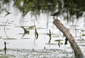 Solitary Sandpiper on post