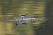 Solitary Sandpiper Reflections