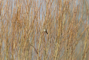 Song Sparrow Habitat