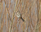 "Singing" Song Sparrow