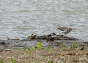 Spotted Sandpiper Bent
