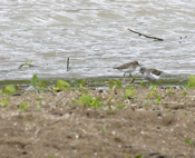 Spotted and Least Sandpipers