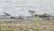 Spotted Sandpiper Side View