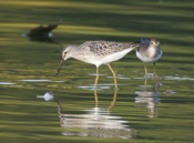 Stilt and Solitary Sandpipers