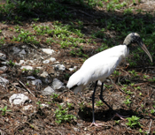 Wood Stork on Ground