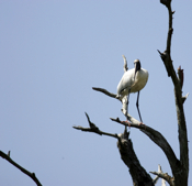 Wood Stork in Tree