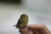 Front Tennessee Warbler