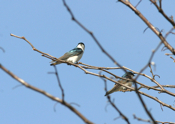 Tree Swallows "Brookville Reservoir"